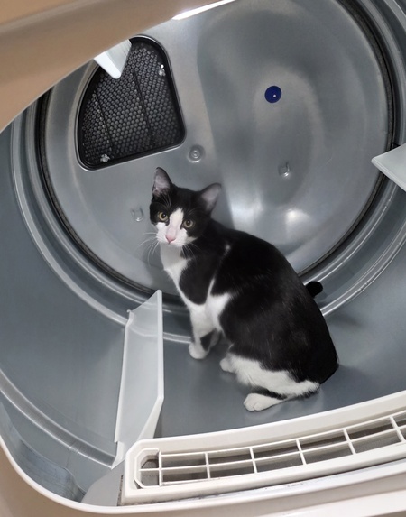 Entry image for Bitters (aka Kitty). Clicking this image will show a larger photo
