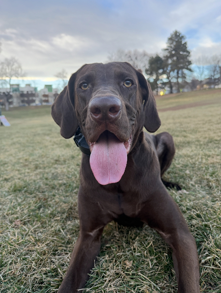 Entry image for Miss Beans. Clicking this image will show a larger photo