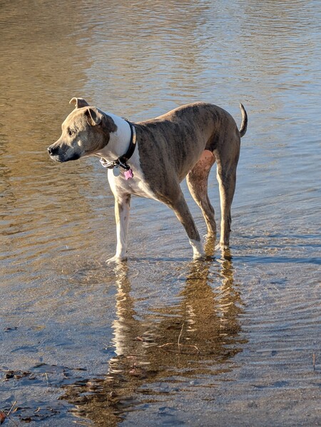 Entry image for Bella. Clicking this image will show a larger photo