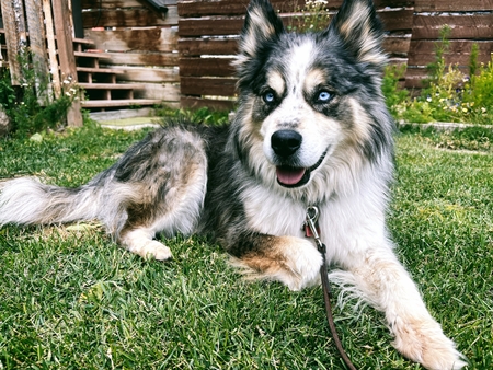 Entry image for Bandit. Clicking this image will show a larger photo