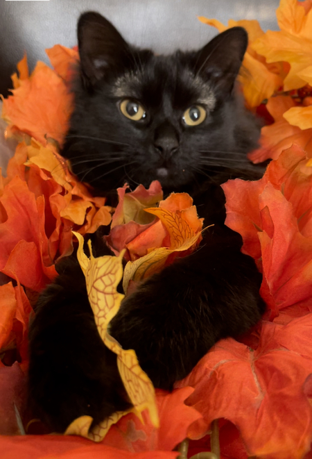 Entry image for Binxy. Clicking this image will show a larger photo