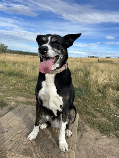 Entry image for Abby. Clicking this image will show a larger photo
