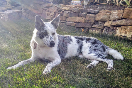 Entry image for Misty. Clicking this image will show a larger photo