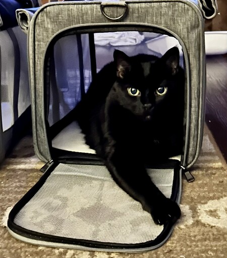 Entry image for Mr. Buttons. Clicking this image will show a larger photo