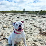 Entry image for Lily 
