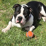 Entry image for Bruno 