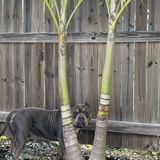 Entry image for Ziggy
