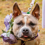 Entry image for Midge