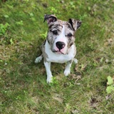 Entry image for Remy