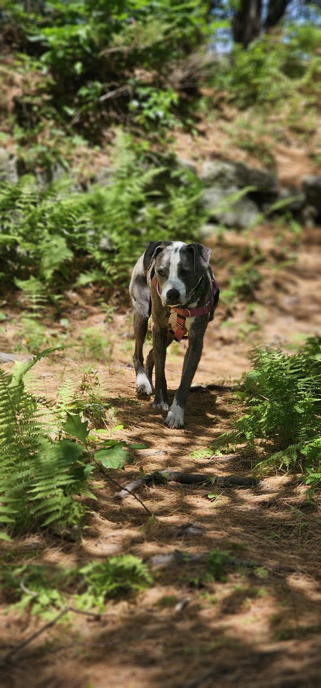 Entry image for Cassidy . Clicking this image will show a larger photo