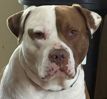 Entry image for Marley. Clicking this image will show a larger photo