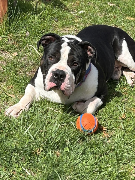 Entry image for Bruno . Clicking this image will show a larger photo
