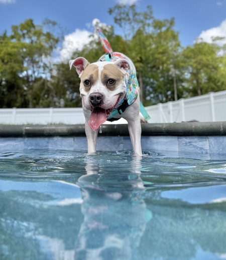 Entry image for Pippi. Clicking this image will show a larger photo