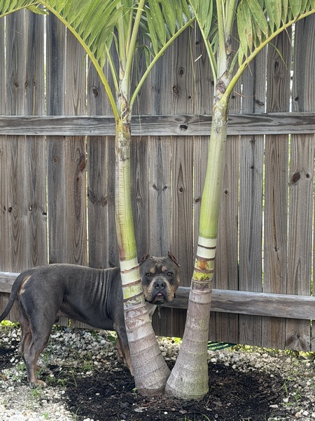 Entry image for Ziggy. Clicking this image will show a larger photo