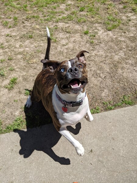 Entry image for Kahlua. Clicking this image will show a larger photo