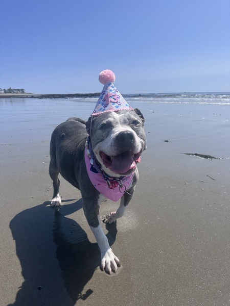 Entry image for Lexi . Clicking this image will show a larger photo