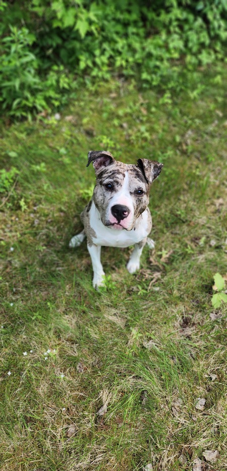 Entry image for Remy. Clicking this image will show a larger photo