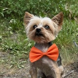 Entry image for Scooby