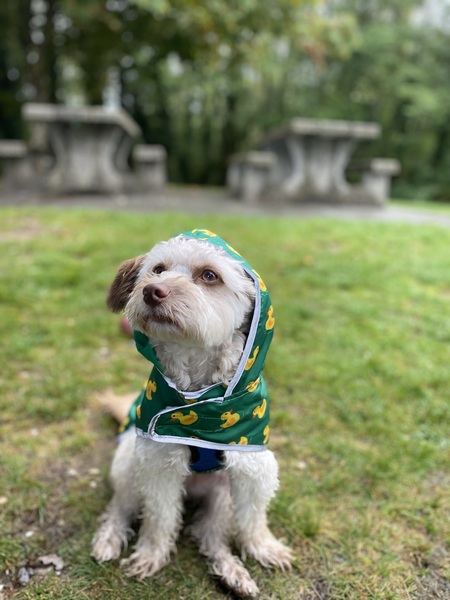 Entry image for Benji . Clicking this image will show a larger photo