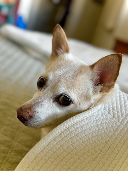 Entry image for Tamale. Clicking this image will show a larger photo