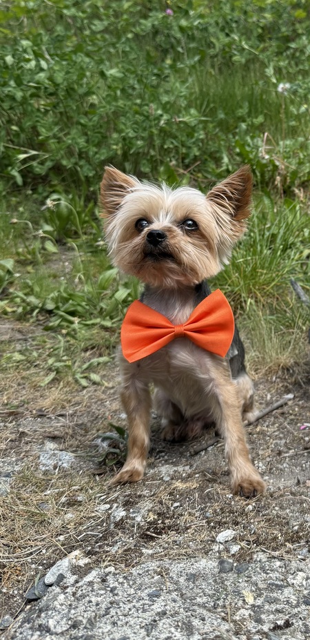 Entry image for Scooby. Clicking this image will show a larger photo