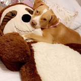 Entry image for Vanilla