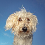 Entry image for Handsome Harry