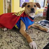 Entry image for Krypto