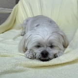 Entry image for Bella 