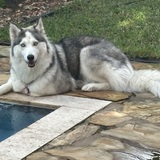 Entry image for Bella