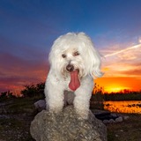 Entry image for Charlie 