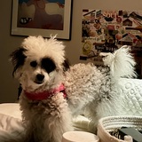 Entry image for Gigi