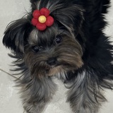 Entry image for Dolly