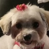 Entry image for Cookie