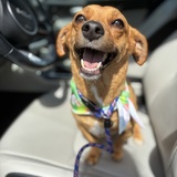 Entry image for Brody