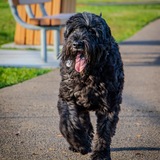 Entry image for Bentley