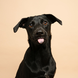 Entry image for Polo