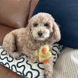 Entry image for Lacey