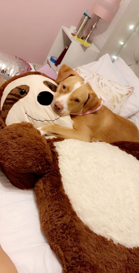 Entry image for Vanilla. Clicking this image will show a larger photo