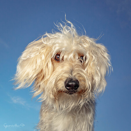 Entry image for Handsome Harry. Clicking this image will show a larger photo