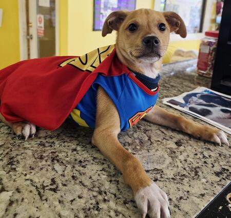 Entry image for Krypto. Clicking this image will show a larger photo
