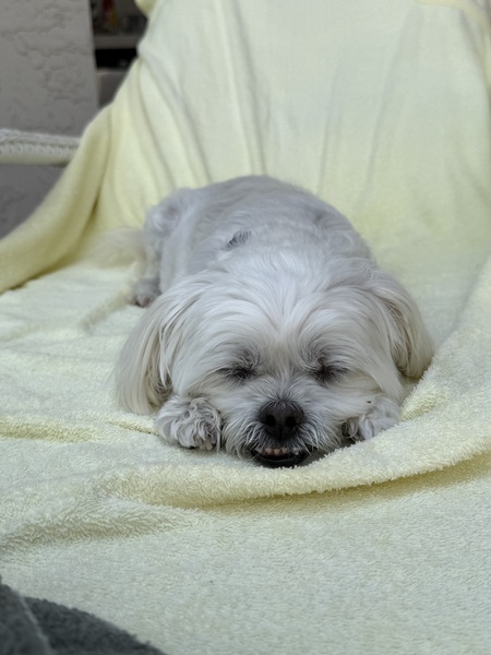 Entry image for Bella . Clicking this image will show a larger photo
