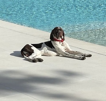 Entry image for Vito. Clicking this image will show a larger photo