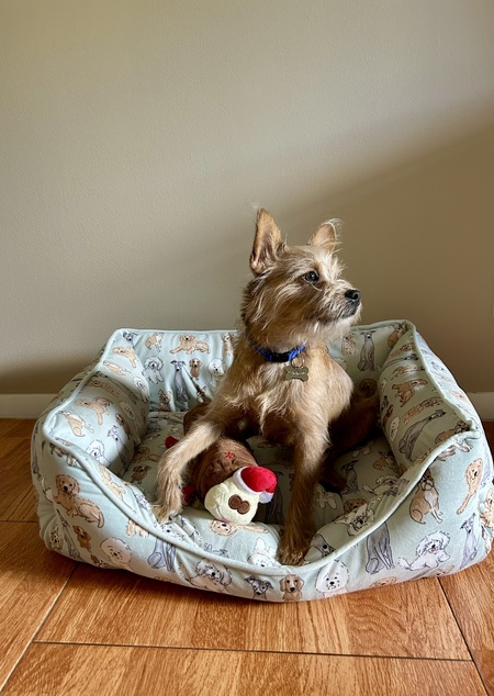 Entry image for Murphy. Clicking this image will show a larger photo