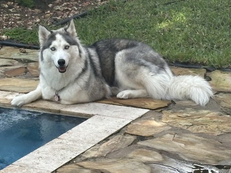 Entry image for Bella. Clicking this image will show a larger photo
