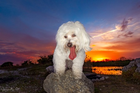 Entry image for Charlie . Clicking this image will show a larger photo