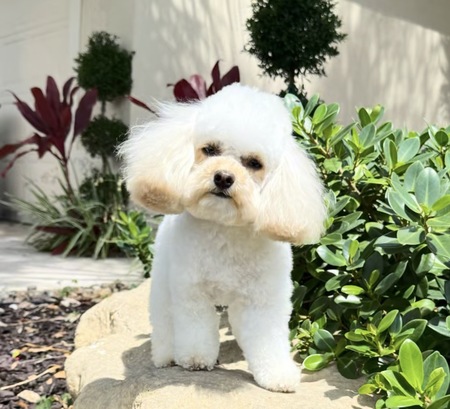 Entry image for Cotton. Clicking this image will show a larger photo