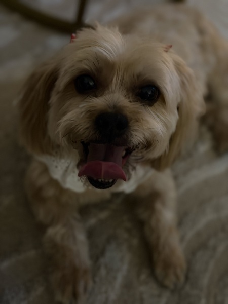 Entry image for Sandy Shell. Clicking this image will show a larger photo