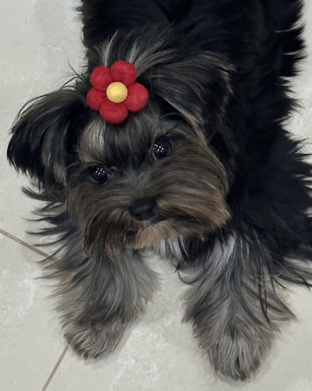 Entry image for Dolly. Clicking this image will show a larger photo