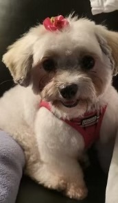 Entry image for Cookie. Clicking this image will show a larger photo